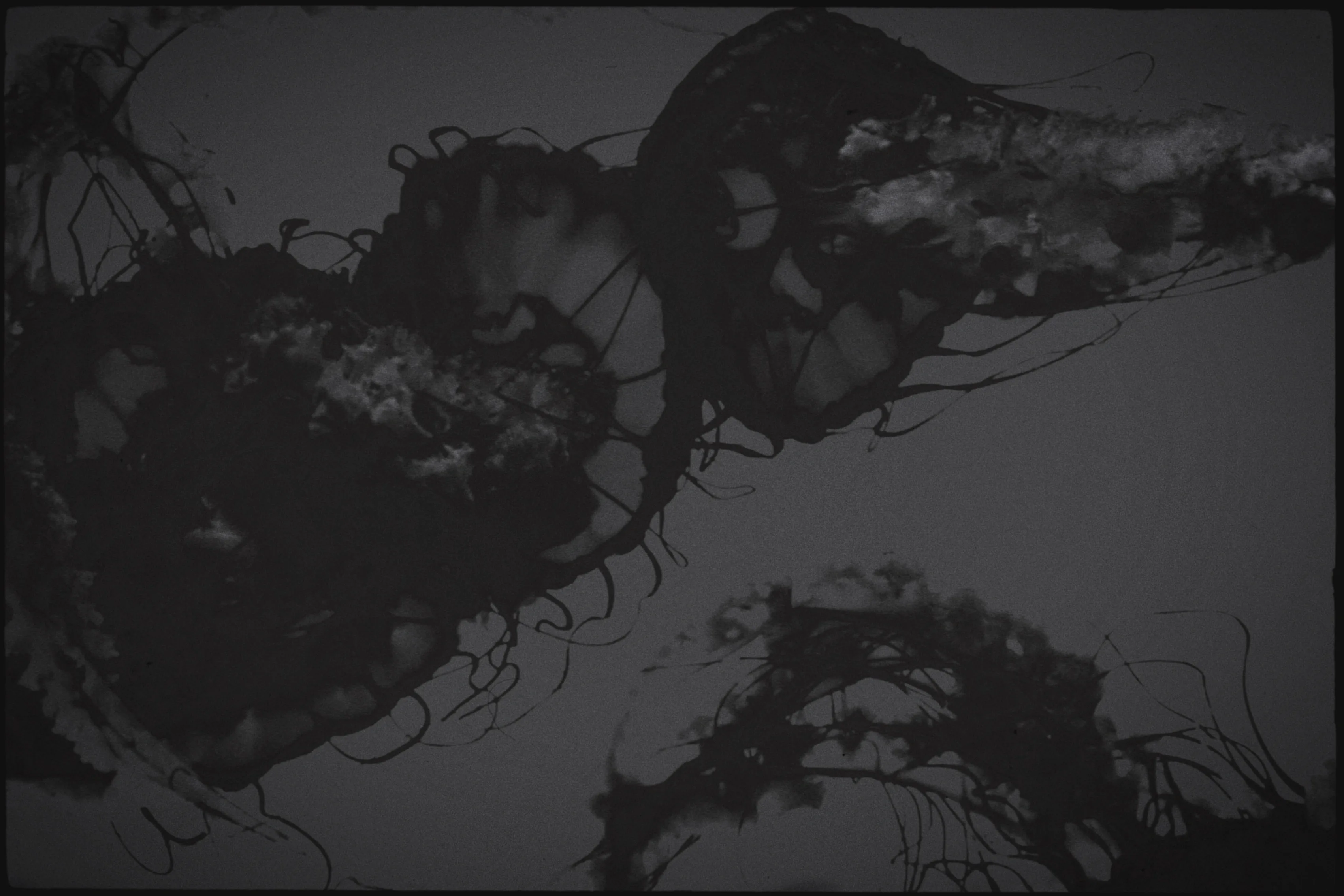 Jellyfish drifting through an illuminated aquarium