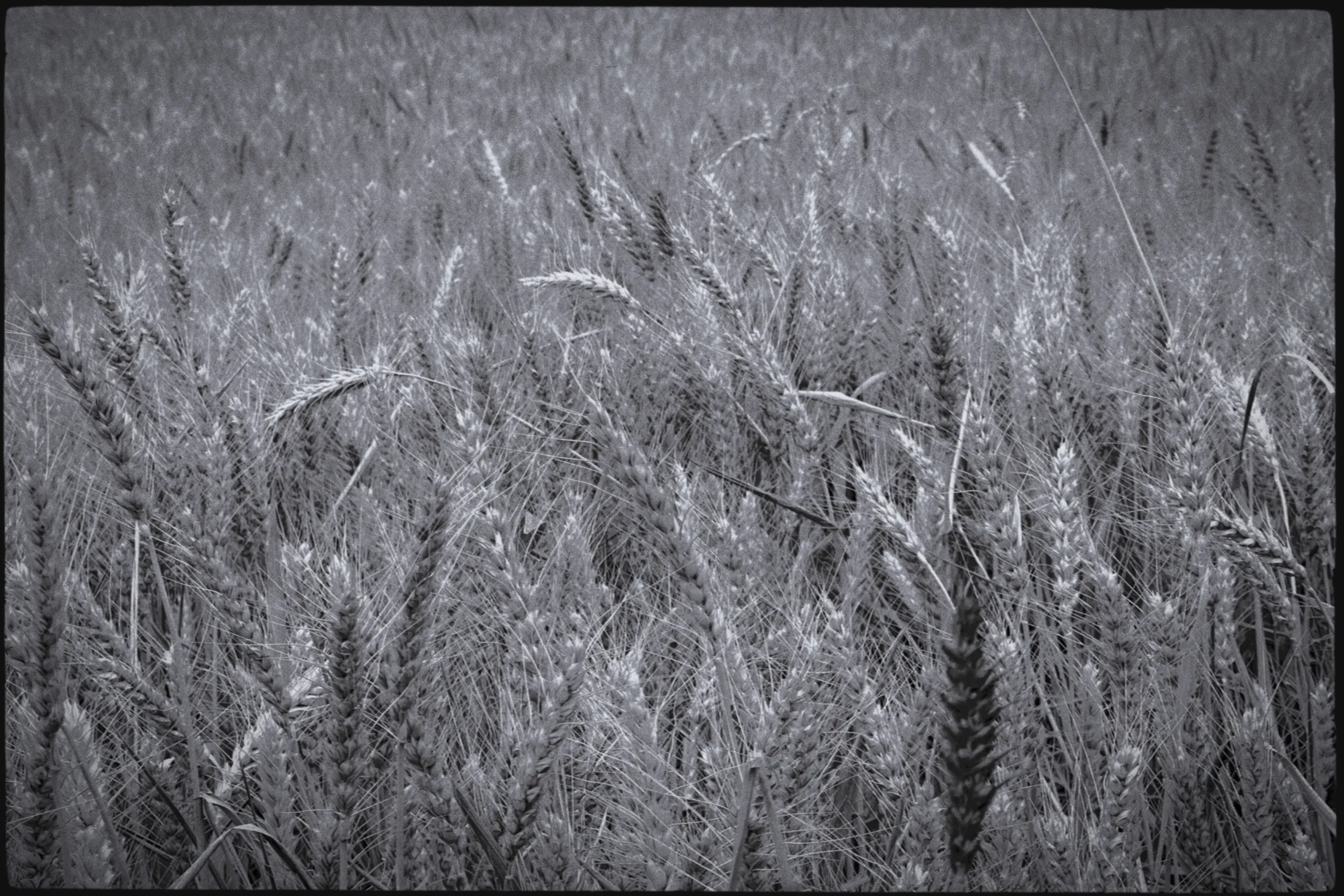 Wheat stems overlapping in a field in Zibo